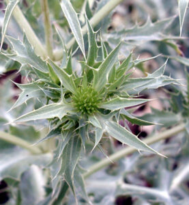 Spiky green plant - the field eryngo