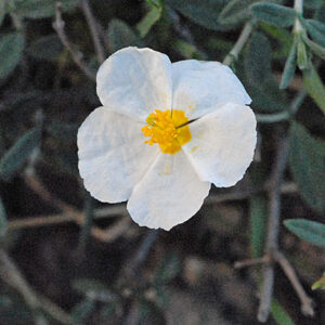 Delicate white petals with a yellow centre of the flower