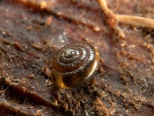 A slightly translucent brown snail shell can be see on some brown bark. It is shaped in a circular spiral.