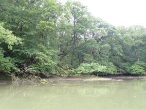 Temperate mangrove - Nigel Mortimer