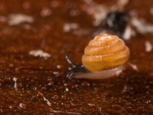 A small snail can be seen moving across brown soil. The snail has a pale grey underbelly with dark grey on top. The shell is a circular, yellow spiral.