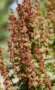 Small red leaves on the long stemmed plant