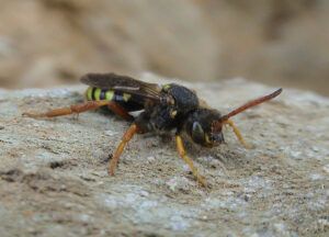 A six banded nomad sits on a grey rock facing the bottom right corner of the photo. It has orangey-yellow legs, oragey brown antennae, a black and yellow striped abdomen and a fuzzy black body and head. The dark, clear wings lay on top of one another against the abdomen, the large dark eyes are just below the antennae on on the head, and a lighter, yellow mouthpart is just visible below those.
