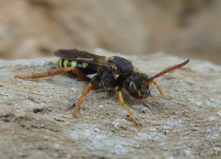 A six banded nomad sits on a grey rock facing the bottom right corner of the photo. It has orangey-yellow legs, oragey brown antennae, a black and yellow striped abdomen and a fuzzy black body and head. The dark, clear wings lay on top of one another against the abdomen, the large dark eyes are just below the antennae on on the head, and a lighter, yellow mouthpart is just visible below those.