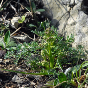 Small green plant growing next to a rock, in soil with small stones