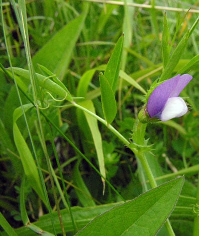 Small purple flower amongst grass