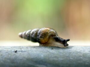 The snail is on a metal pole and has an elongated brown, spiral shell that is longer than its body.