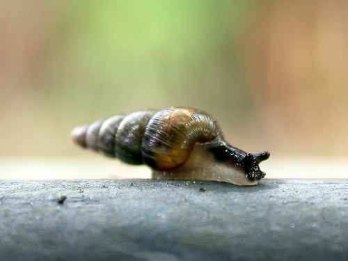 The snail is on a metal pole and has an elongated brown, spiral shell that is longer than its body.
