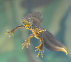 A great crested next hangs suspended in blurred blue-green water, The next has a bright yellow underbelly, under legs and feet, and tip of tail. The yellow is marked with dark grey splodges, the same colour as the top of its legs, back and tail, including the jagged crest that runs from the back of its head to the tip of its tail. The newt is facing towards the camera.