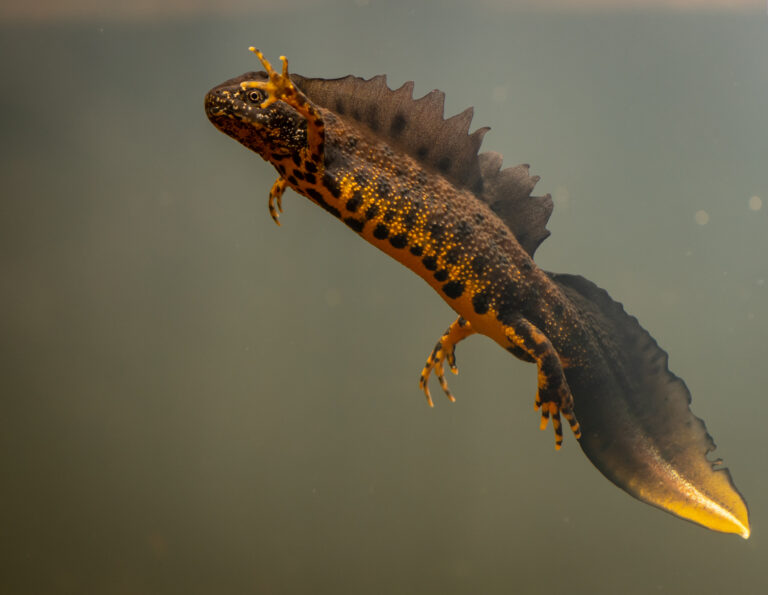 Great crested newt swimming / dispended in water. Dark brown with orange/yellow patches