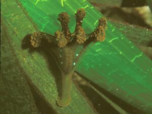 Calvadosia campanulata - Keith Hiscock