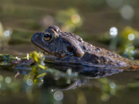 Common toad, Barry Edwards - National Trust Images