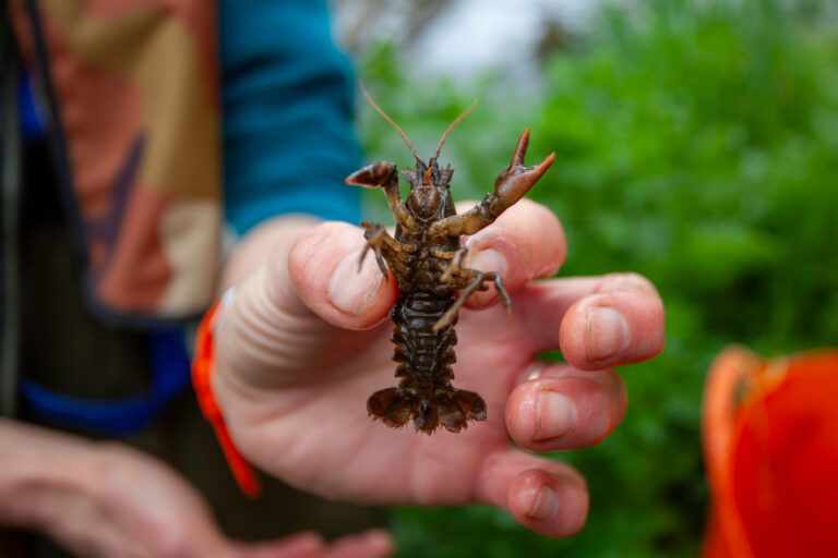 A hand holding a tiny white clawed crayfish, which has its claws held up in the air