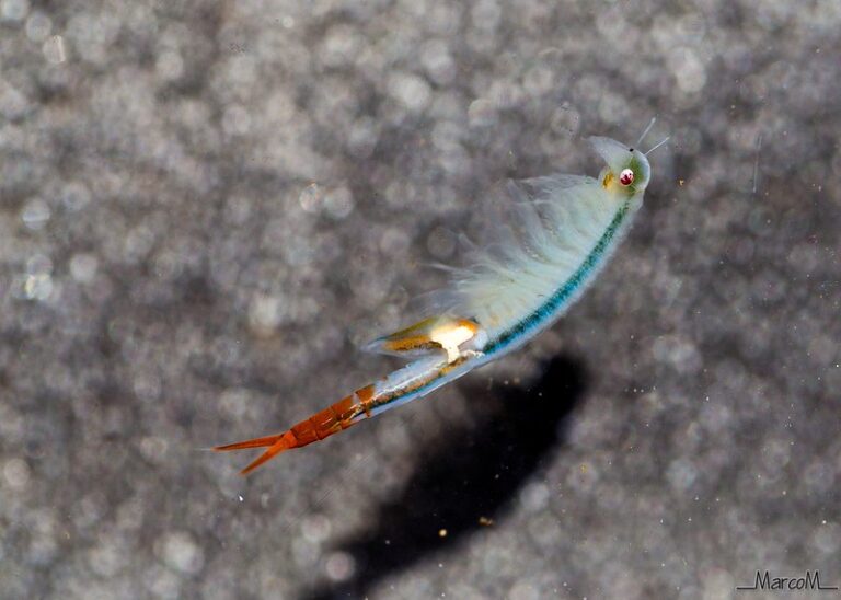 A fairy shrimp swims across a gravel bed. The shrimps base colour is a pale, transulcent blue, with an electric blue centre and a bright red tail.