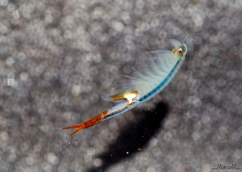 A fairy shrimp swims across a gravel bed. The shrimps base colour is a pale, transulcent blue, with an electric blue centre and a bright red tail.