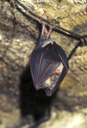 Greater horseshoe bat hanging from above, its wings wrapped around its body