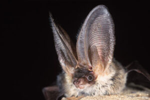 Close view of the head of a Grey long-eared bat (Plecotus austriacus)