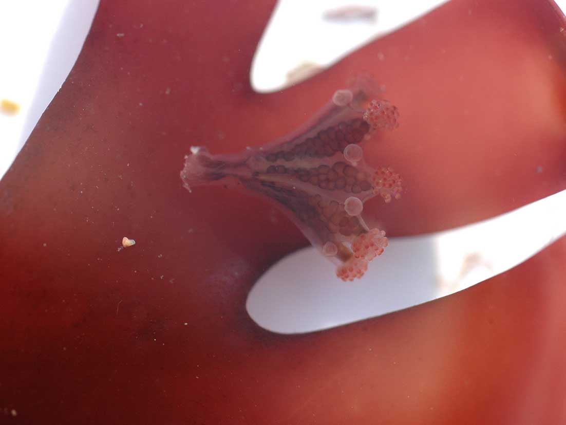 Intertidal invertebrates | Devon Local Nature Recovery Strategy (LNRS ...