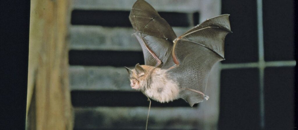 Lesser horseshoe bat mid flight