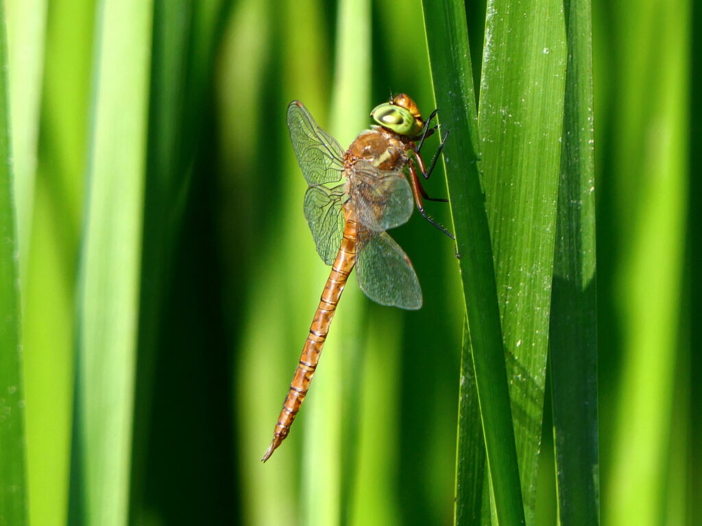 Brwon norfolk hawker dragonfly on a blade of grass