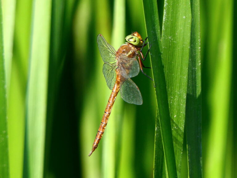 Brwon norfolk hawker dragonfly on a blade of grass