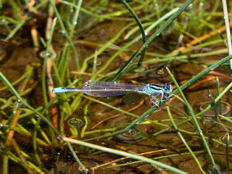 Delicate light blue damselfly resting on a blade of grass
