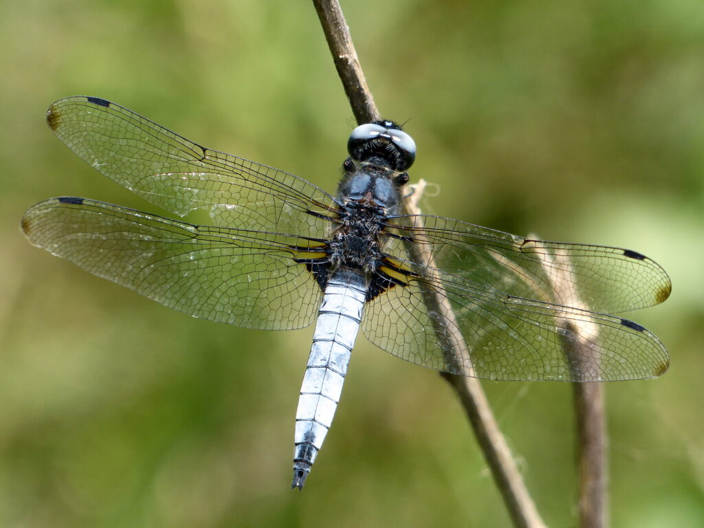A light blue scarce chaser on a thin branch