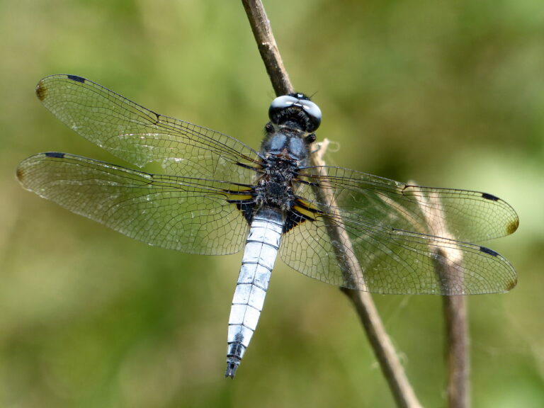 A light blue scarce chaser on a thin branch