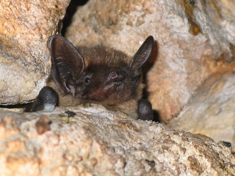 A bat face in between some rocks.
