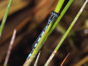 Blue and black striped dragonfly balancing on a blade of grass