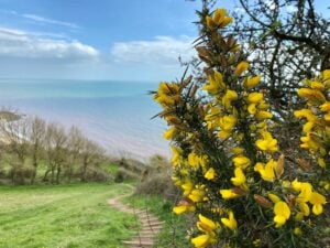 A landscape background of a steep grassy hill leading down towards a partially visible beach and blue sea. There are winding dirt and wood steps and brown trees and shrubs along the cliff edge and dividing the grassy field. The foreground, to the right of the photo is taken up by a gorse bush with yellow flowers.