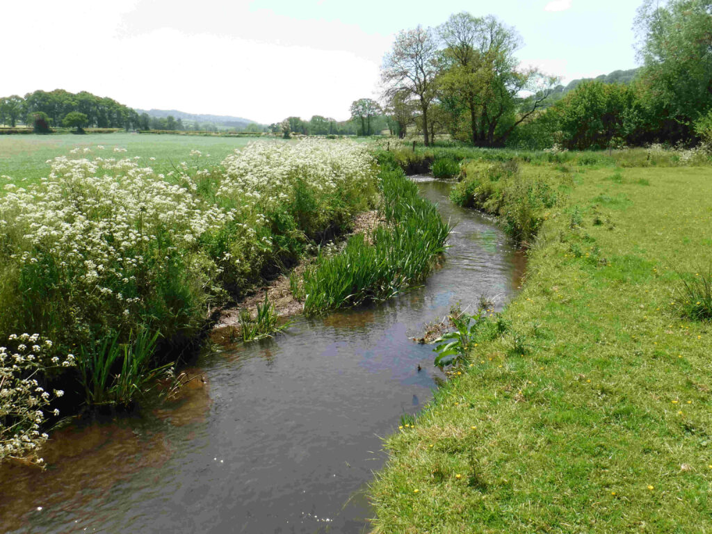 River Otter flowing through a grassy field with white flowers on the left side and trees in the distance