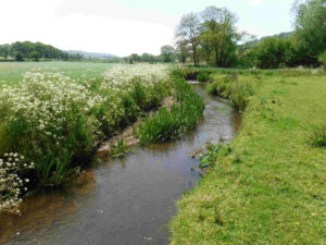 River Otter flowing through a grassy field with white flowers on the left side and trees in the distance