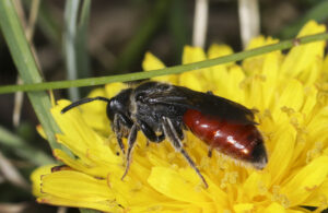 The bee is on a yellow flower and has a red rear with a black tip. The head, legs, face, antennae, wings, and midsection of the body is all black. The bee is quite shiny with small hairs on legs and across the body.