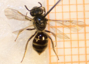 The bee is predominantly shiny and black. It is a dead specimen pinned to a white board.