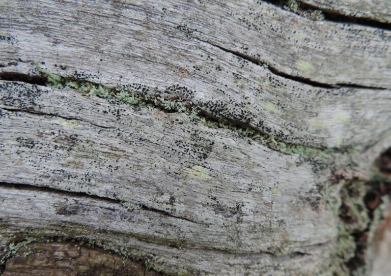 Specks of dark black lichen on a deadwood tree.