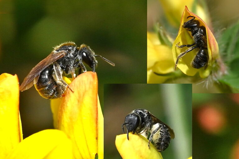 A side shot of a cliff furrow bee on top of a yellow gorse flower. The bee is black, small, shiny, and has short hairs.