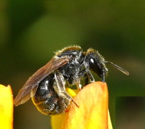 A side shot of a cliff furrow bee on top of a yellow gorse flower. The bee is black, small, shiny, and has short hairs.