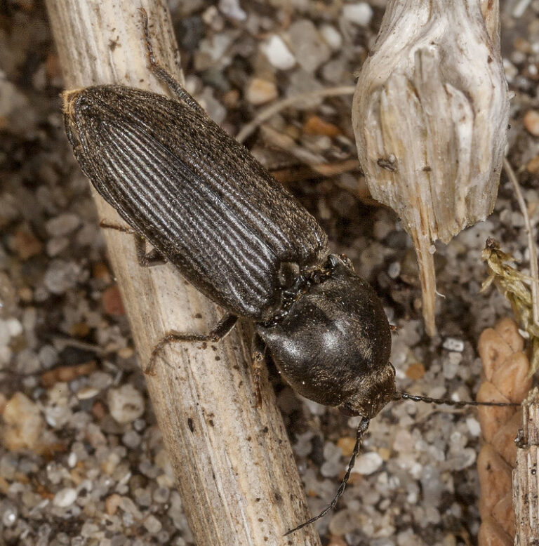 A long black beetle sits on a stalk on a sandy beach. The beetles wingcases have vertical lines.