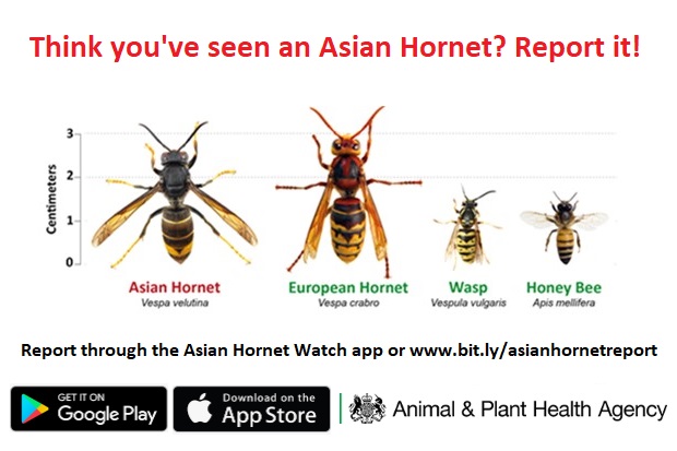 A diagram showing an asian hornet next to a european hornet and a wasp, then a honeybee - for size and comparison.