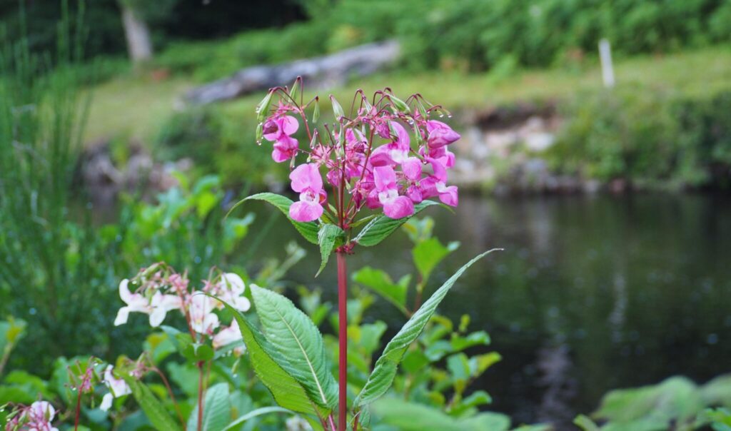 A himalayan balsam plant stands in the foreground of the image with a blurred river and woods in the background. The balsam has a pinky-red stem, large, long green leaves, and a cluster of bright pink flowers at the top.