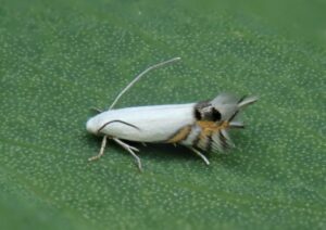 Small white moth with an orange stripe on a green leaf.