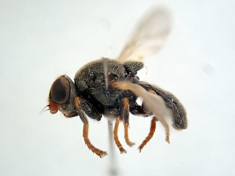 A dead least cigar gall fly specimen is on a pin held up against a white backdrop.