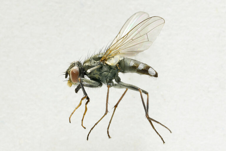 A very long-legged fly specimen is visible against a white background. It has a black face, red eyes, a black man body, and a narrow black rear with white markings.