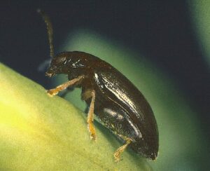 A black beetles with orange-yellow legs walks up the side of a bright yellow flower. The beetle is shiny black.