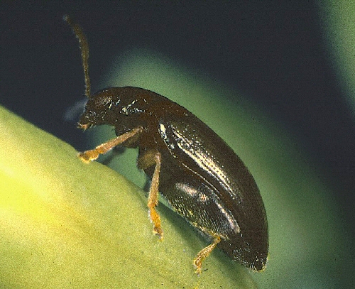 A black beetles with orange-yellow legs walks up the side of a bright yellow flower. The beetle is shiny black.