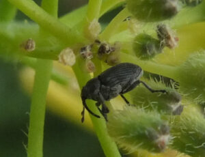 A tiny black weevil walking along a green flower stem. It has a long snout.