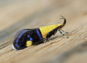 The moth faces the right, showing a side view that emphasises a large black and yellow headpiece that protrudes from its nose, curving upward and ending in a two pronged fork. The top front of the moth is bright yellow, with a black end half that has iridescent blue markings and a bright yellow dot. The underside of the moth is black and iridescent blue and the legs are black and white stripes. The moths eye is red.