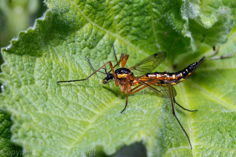 The fly sits on a large green leaf. The fly has orange to black extra long legs, a large black and yellow circular body where the wings attach and a long recurved tail that is marked in yellow and black stripes.