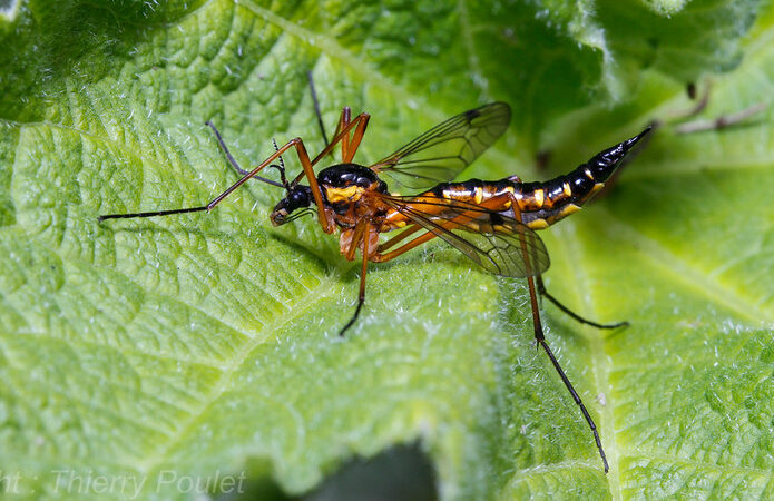The fly sits on a large green leaf. The fly has orange to black extra long legs, a large black and yellow circular body where the wings attach and a long recurved tail that is marked in yellow and black stripes.